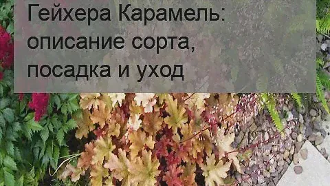 Гейхера Карамель: описание сорта, посадка и уход