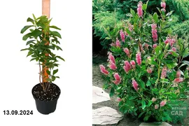 Клетра ольхолистная Руби Спайс (Clethra alnifolia Ruby Spice) С3