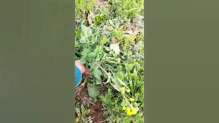 Rapeseed Herb : botanical Name Brassica napus