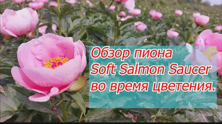 Пион Soft Salmon Saucer - обзор трёх летнего пиона во время цветения.