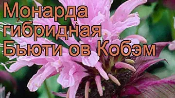 Монарда гибридная Бьюти ов Кобэм 🌿 обзор: как сажать, рассада монарды Бьюти ов Кобэм