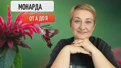 Монарда в Саду: Путеводитель по Выращиванию и Уходу