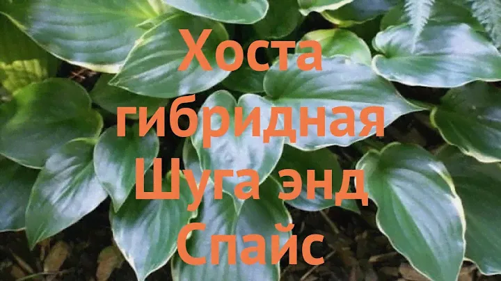 Хоста гибридная Шуга энд Спайс (shuga-end-spays) 🌿 обзор: как сажать, луковицы хосты Шуга энд Спайс