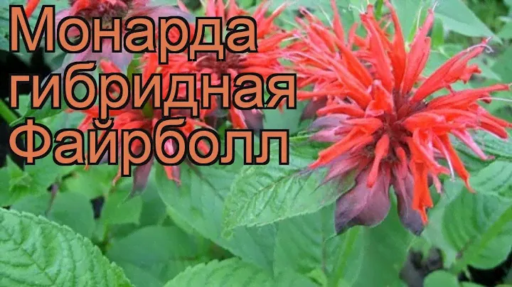 Монарда гибридная Файрболл (monarda x hybrida) 🌿 обзор: как сажать, рассада монарды Файрболл