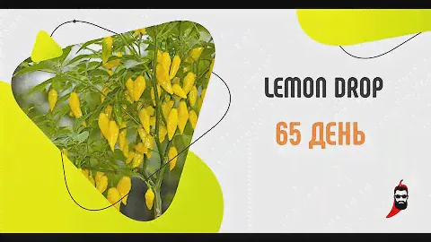 Перец Lemon Drop на 65 день