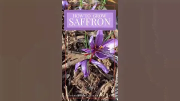 How to GROW SAFFRON