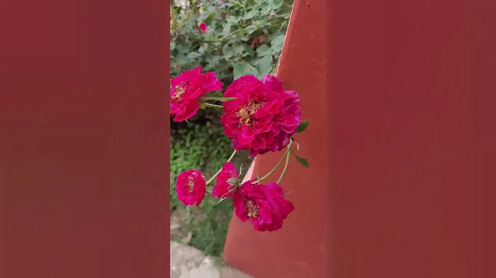 Multi Colored Roses to Spice Up Your Garden #rose