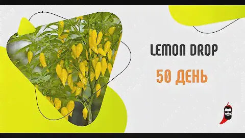 Отсрый перец Lemon Drop на 80 день