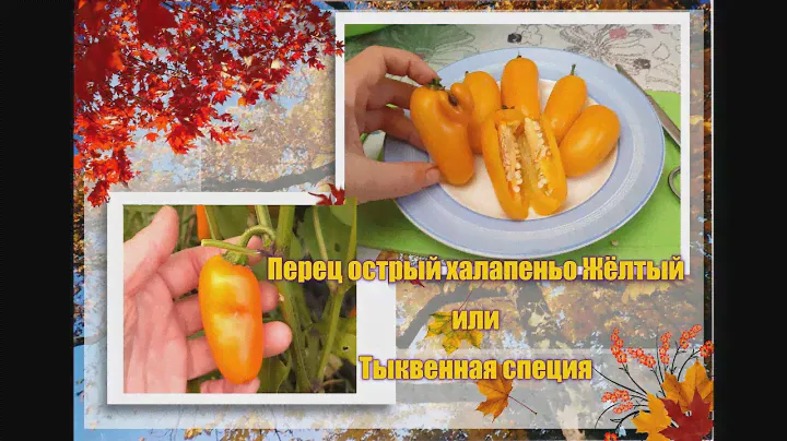 ✅ Перец острый Халапеньо Тыквенная специя Jalapeno Numex Pumpkin Spice