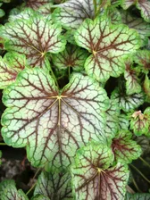 Гейхера "Грин Спайс"/Heuchera 'Green Spice' C3 @ 22