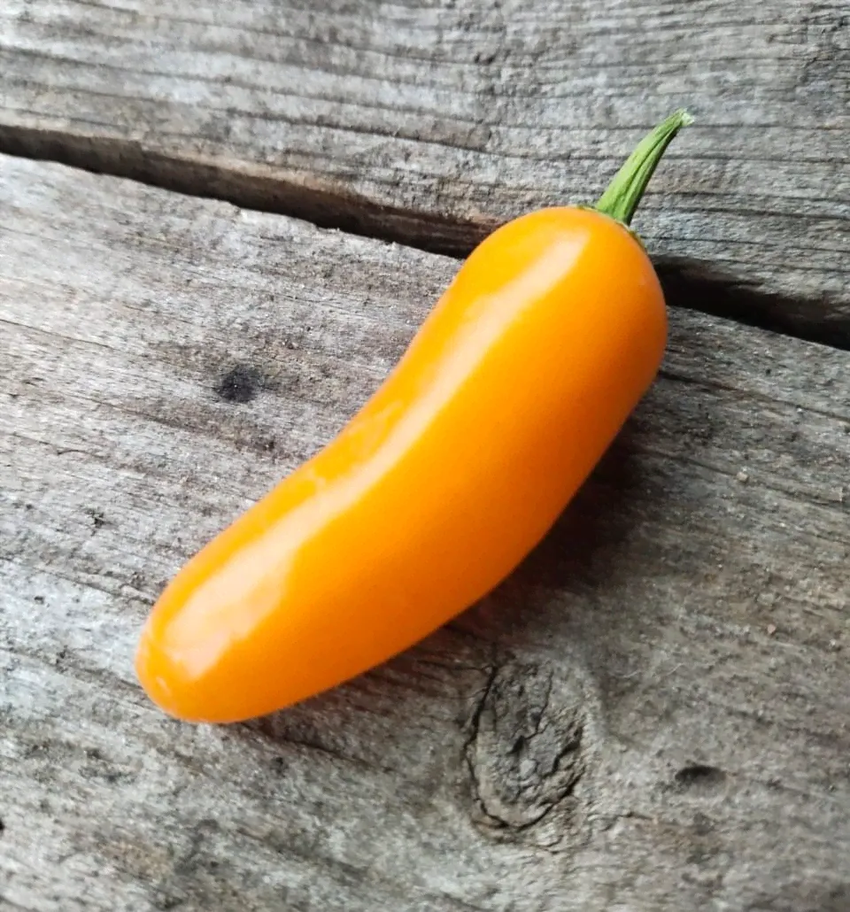 Перец Jalapeno NuMex Orange Spice-0