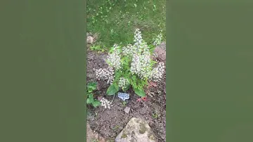 Тиарелла Тимбукту (Tiarella Timbuktu)