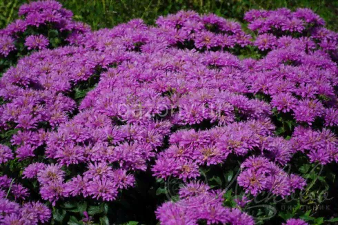 Монарда Monarda "Baby Spice" : С2/3>