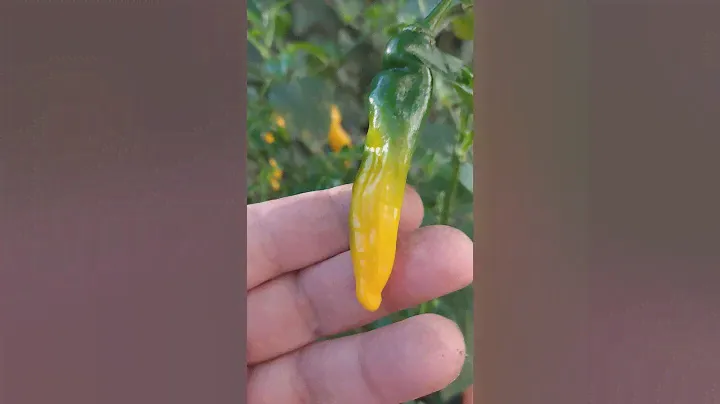 Aji Lemon Drop, острый перец