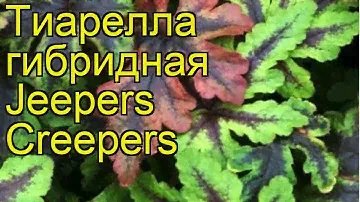 Тиарелла гибридная Джиперс Криперс. Краткий обзор, описание характеристик tiarella Jeepers Creepers