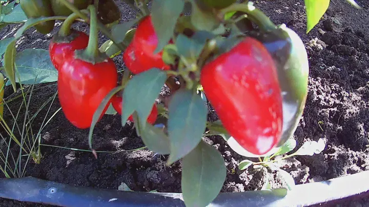 Jalapeno M. Сорт острого перца