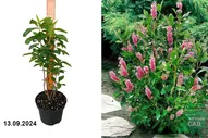 Клетра ольхолистная Руби Спайс (Clethra alnifolia Ruby Spice) С3