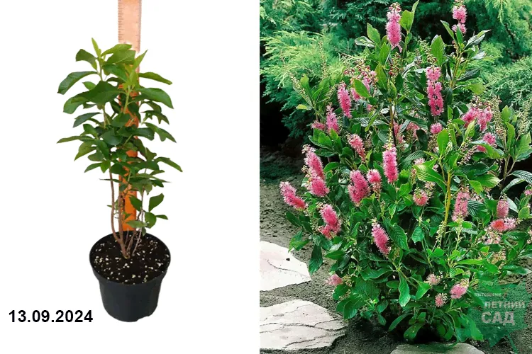 Клетра ольхолистная Руби Спайс (Clethra alnifolia Ruby Spice) С3