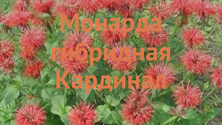 Монарда гибридная Кардинал (monarda x hybrida) 🌿 обзор: как сажать, саженцы монарды Кардинал