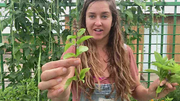 Grow Rare Seeds | Basil Bonanza!