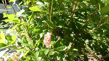 Clethra Alnifolia 'Ruby Spice' 4K UHD