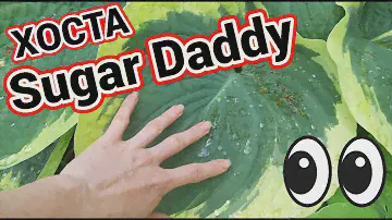 Хоста Sugar Daddy