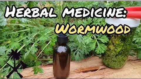 Herbal Medicine: Wormwood and How to Use It