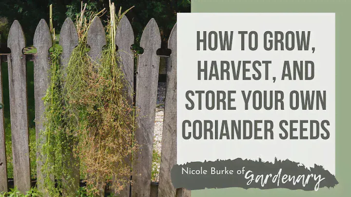How to Grow, Harvest, and Store Your Own Coriander Seeds