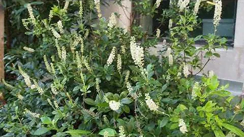 Clethra alnifolia -  Summer Sweet Clethra
