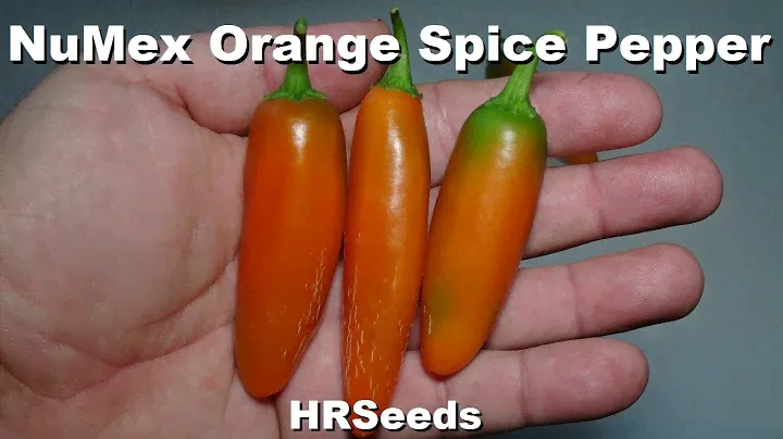⟹ NuMex Orange Spice Jalapeno Pepper | Capsicum annuum | Pod Review