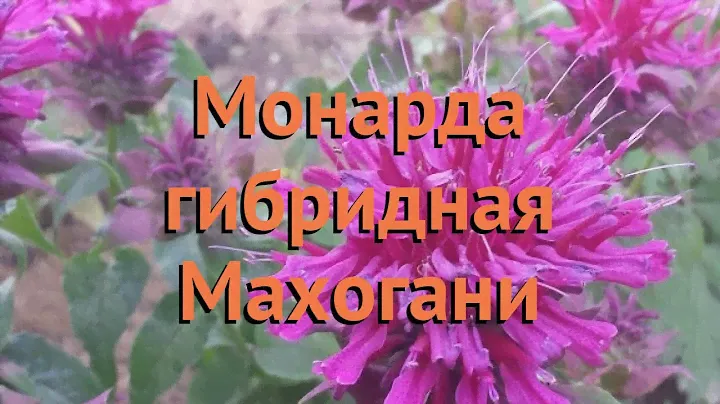 Монарда гибридная Махогани (makhogani) 🌿 обзор: как сажать, саженцы монарды Махогани