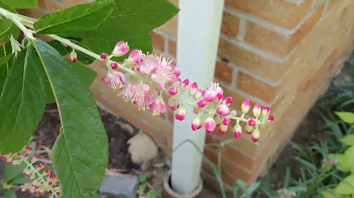 Саммерсвит Рубиновая специя (Clethra alnifolia)