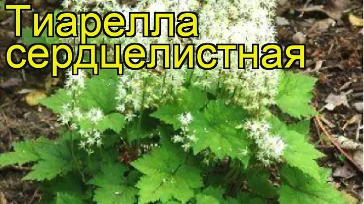 Тиарелла сердцелистная. Краткий обзор, описание характеристик tiarella cordyfolia