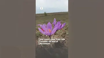 Saffron- world’s most expensive spice