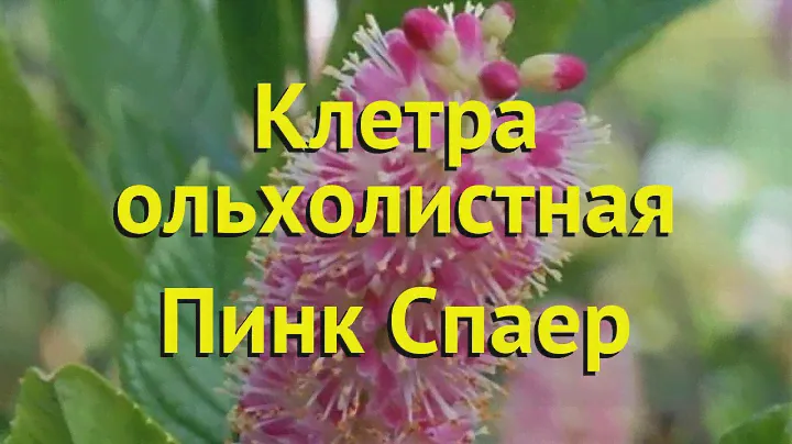 Клетра ольхолистная Пинк Спаер. Краткий обзор, описание характеристик clethra alnifolia Pink Spire