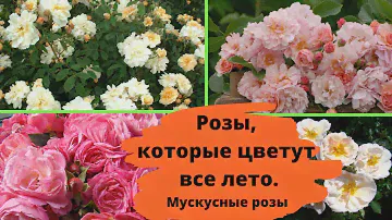 Розы, которые цветут все лето и хорошо зимуют. Мускусные розы