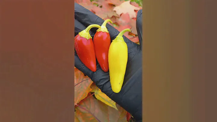 Перец Jalapeno NuMex Pinata