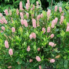 Клетра ольхолистная Руби Спайс (Clethra alnifolia Ruby Spice)