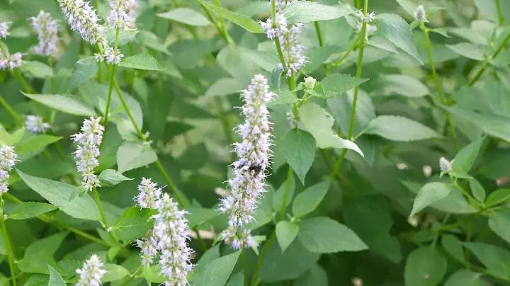 Clethra Alnifolia 'Ruby Spice' UHD 4K
