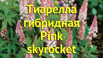 Тиарелла гибридная Пинк скайрокет. Краткий обзор, описание характеристик tiarella Pink skyrocket