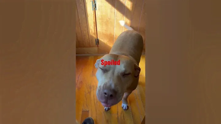 Gotta spice it up #teammcafeeracing #lola #rednosepitbull