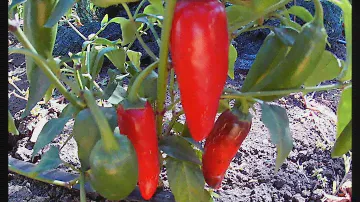 Jalapeno Jalastar. Сорт острого перца