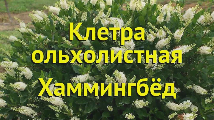 Клетра ольхолистная Хаммингбёд. Краткий обзор, описание характеристик clethra alnifolia Hummingbird