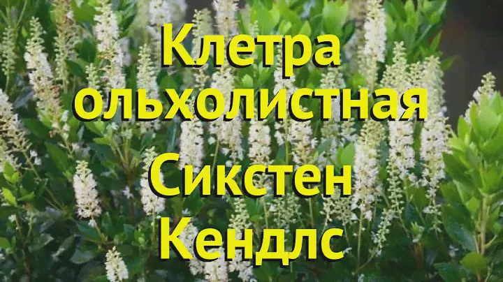 Клетра ольхолистная Сикстен Кендлс. Краткий обзор, описание clethra alnifolia Sixteen Candles