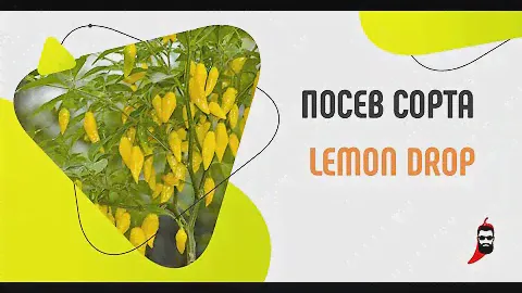 Посев семян острого перца Lemon Drop - 5 место
