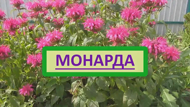 Монарда двойчатая. Описание, уход, размножение монарды, использование