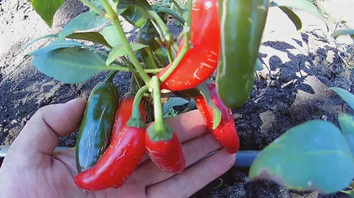 Jalapeno Numex Vaquero. Сорт острого перца