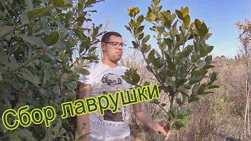 Сбор лаврового листа в Крыму.