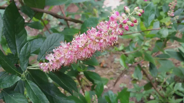 КЛЕТРА  (CLETHRA)  сем.  Клетровые