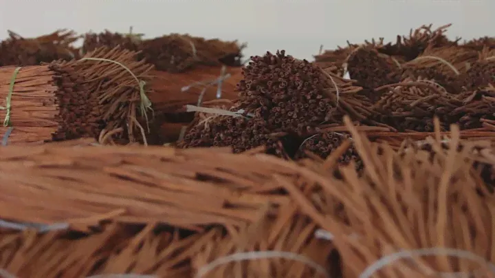 Cinnamon Journey